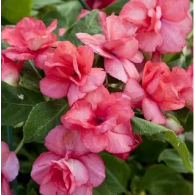 Семена бальзамин Уоллера Баланс кораловый (Zip-пакет 10 сем.) описание, отзывы, характеристики