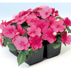 Насіння бальзамін Уоллера Баланс рожевий (Zip-пакет 10 насінин)