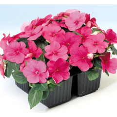 Насіння бальзамін Уоллера Баланс рожевий (Zip-пакет 10 насінин)