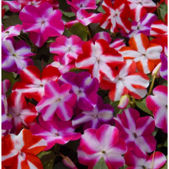 Насіння бальзамін Уоллера Баланс зіркова суміш (Zip-пакет 10 насінин)