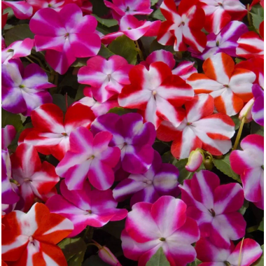 Семена бальзамин Уоллера Баланс звездная смесь (Zip-пакет 10 сем.) описание, отзывы, характеристики