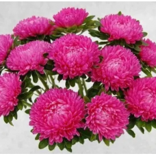 Насіння айстра Бютіфул Дей рожева (Zip-пакет 0,1г)