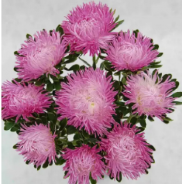 Насіння айстра Дрегон лілово-рожева коготкова (Zip-пакет 0,1г) опис, характеристики, відгуки