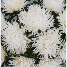 Насіння айстра Дрегон біла коготкова (Zip-пакет 0,1г)