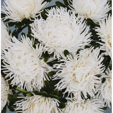 Насіння айстра Дрегон біла коготкова (Zip-пакет 0,1г) опис, характеристики, відгуки