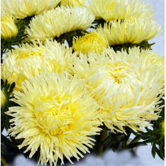 Насіння айстра Дрегон жовта коготкова (Zip-пакет 0,1г)