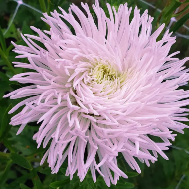 Насіння айстра Дрегон роуз фрост коготкова (Zip-пакет 0,1г) опис, характеристики, відгуки