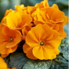 Насіння примула обконіка Лібре F1 orange (Zip-пакет 5 нас.)