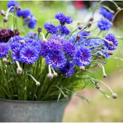 Насіння волошка букетна махрова Діадема (Zip-пакет 0,2г)