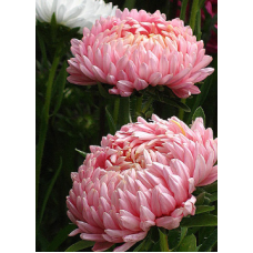 Семена астра Пионен Салмон Турм (0,25г)