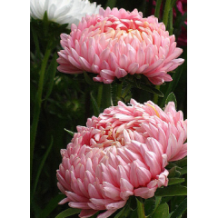 Насіння айстра Піонен Салмон турм (0,25г) Насіння айстра Піонен Салмон турм (0,25г)