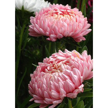 Семена астра Пионен Салмон Турм (0,25г) описание, отзывы, характеристики