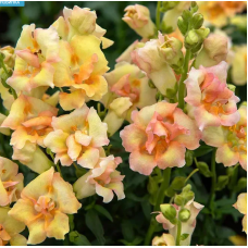 Семена львиный зев  на срез махровый ДабелШот F1 peach (Zip-пакет 10 сем.)