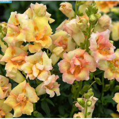 Семена львиный зев  на срез махровый ДабелШот F1 peach (Zip-пакет 10 сем.)