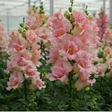 Семена львиный зев  на срез махровый ДабелШот F1 appleblossom (Zip-пакет 10 сем.)