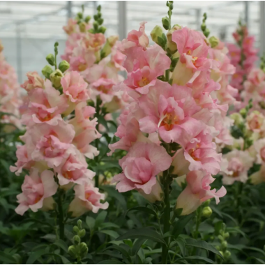 Семена львиный зев  на срез махровый ДабелШот F1 appleblossom (Zip-пакет 10 сем.) описание, отзывы, характеристики