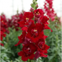 Семена львиный зев  на срез махровый ДабелШот F1 crimson red (Zip-пакет 10 сем.)