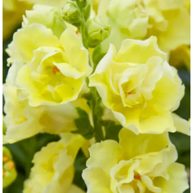 Семена львиный зев  на срез махровый ДабелШот F1 yellow (Zip-пакет 10 сем.) описание, отзывы, характеристики