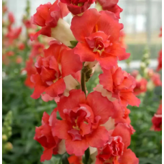 Семена львиный зев  на срез махровый ДабелШот F1 orange bicolor  (Zip-пакет 10 сем.)