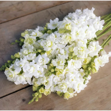 Семена львиный зев  на срез махровый Легенда F1 white (Zip-пакет 10 сем.) описание, отзывы, характеристики