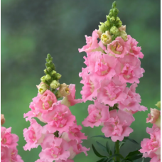 Семена львиный зев  на срез махровый Легенда F1 pink (Zip-пакет 10 сем.)