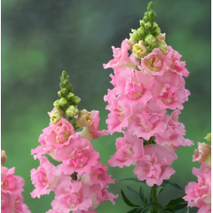 Семена львиный зев  на срез махровый Легенда F1 pink (Zip-пакет 10 сем.)