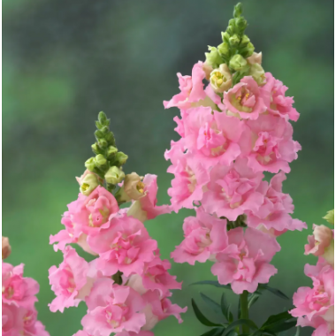 Семена львиный зев  на срез махровый Легенда F1 pink (Zip-пакет 10 сем.) описание, отзывы, характеристики