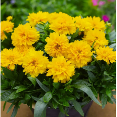 Насіння кореопсіс махровий Сан Глоуб (Zip-пакет 10 нас.)