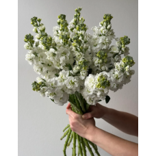 Семена левкой высокий махровый Нобель белый (Zip-пакет 10 сем.)