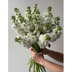 Насіння левкой високий махровий Нобель білий (Zip-пакет 10 нас.)