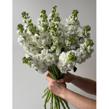 Насіння левкой високий махровий Нобель білий (Zip-пакет 10 нас.) опис, характеристики, відгуки