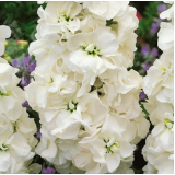 Насіння левкой високий махровий Нобель білий (Zip-пакет 10 нас.) опис, характеристики, відгуки