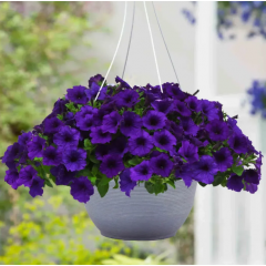 Семена петуния ампельная Опера Суприм F1 blue (Zip-пакет 3 сем. драже)