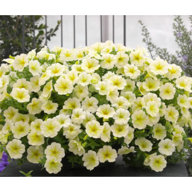 Семена петуния ампельная Опера Суприм F1 lemon (Zip-пакет 3 сем. драже) описание, отзывы, характеристики