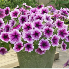 Семена петуния ампельная Опера Суприм F1 purple vein (Zip-пакет 3 сем. драже)