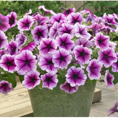 Семена петуния ампельная Опера Суприм F1 purple vein (Zip-пакет 3 сем. драже) описание, отзывы, характеристики