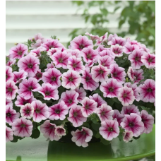 Семена петуния ампельная Опера Суприм F1 raspberry ice (Zip-пакет 3 сем. драже)