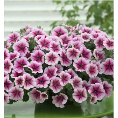 Семена петуния ампельная Опера Суприм F1 raspberry ice (Zip-пакет 3 сем. драже)