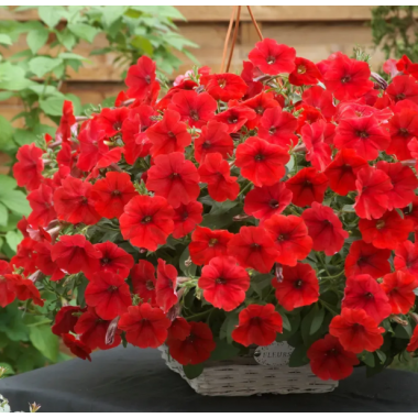 Семена петуния ампельная Опера Суприм F1 red (Zip-пакет 3 сем. драже) описание, отзывы, характеристики