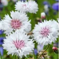 Насіння волошка Біла (0,5г)