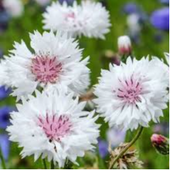 Насіння волошка Біла (0,5г)