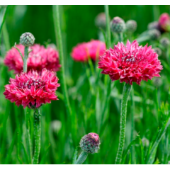 Насіння волошка Червона (0,5г)
