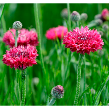 Насіння волошка Червона (0,5г) опис, характеристики, відгуки