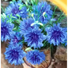 Насіння волошка Синя (0,5г)