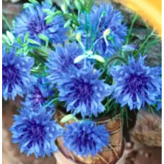 Насіння волошка Синя (0,5г)