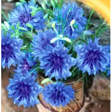 Насіння волошка Синя (0,5г) опис, характеристики, відгуки