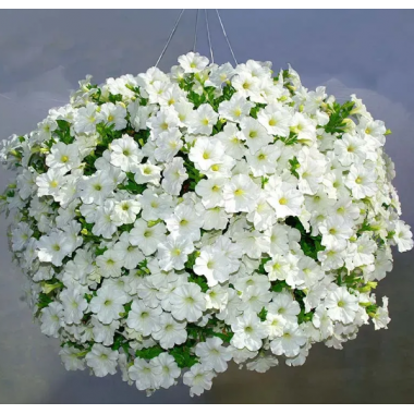 Семена петуния ампельная Опера Суприм F1 white (Zip-пакет 3 сем. драже) описание, отзывы, характеристики