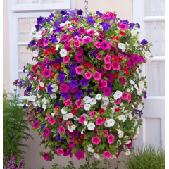 Семена петуния ампельная Опера Суприм F1 смесь (Zip-пакет 5 сем. драже)