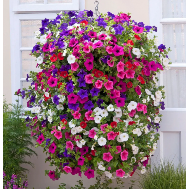 Семена петуния ампельная Опера Суприм F1 смесь (Zip-пакет 5 сем. драже) описание, отзывы, характеристики