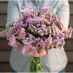 Насіння статиця Фореве персикова (Zip-пакет 25 нас.)